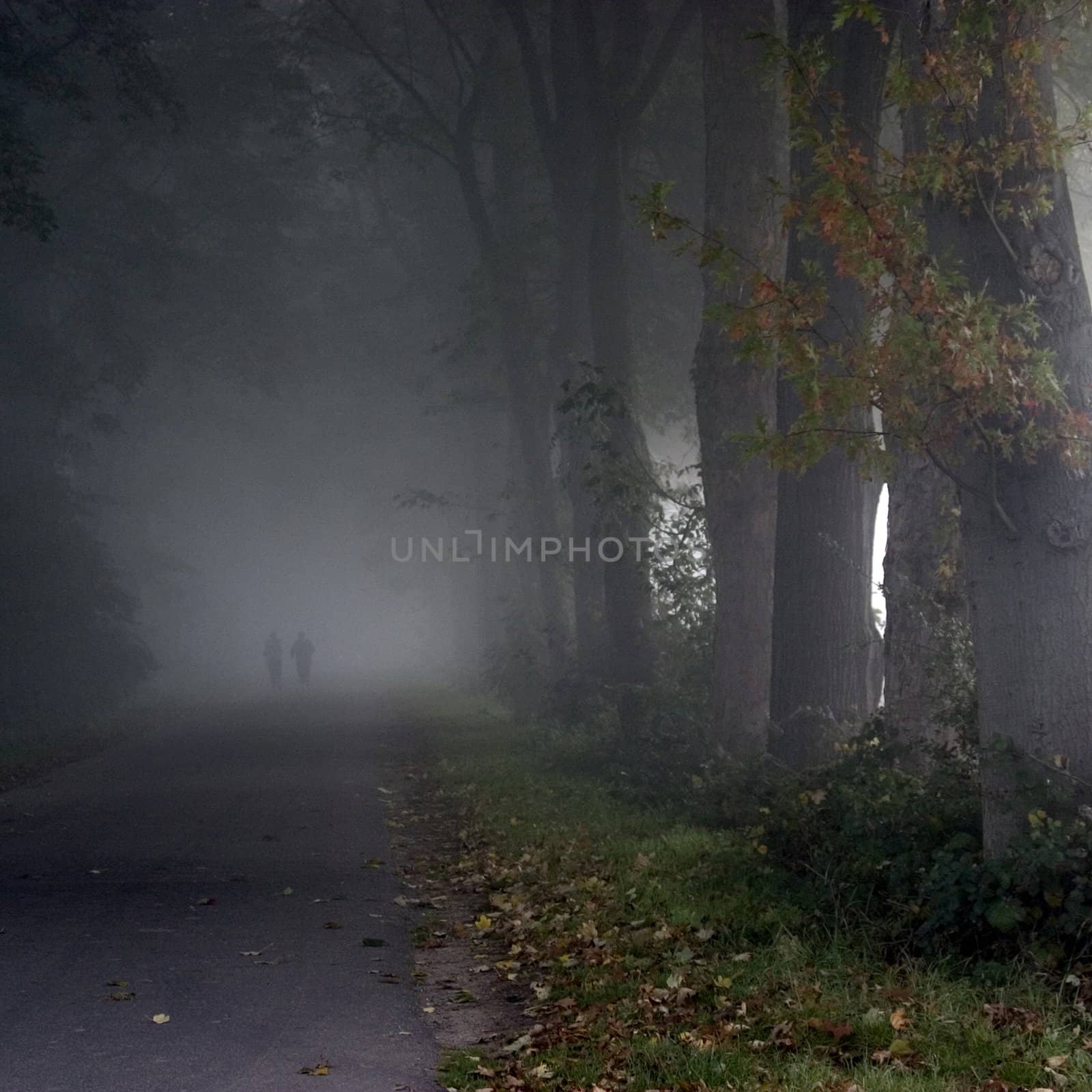 Park im nebel by miradrozdowski