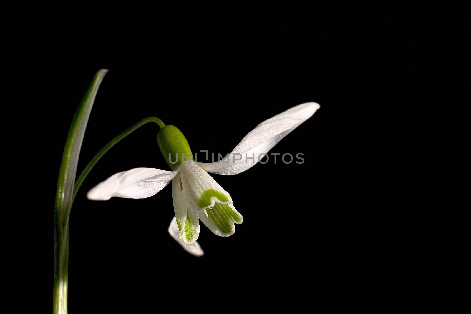 Narcissus nicely blurred background