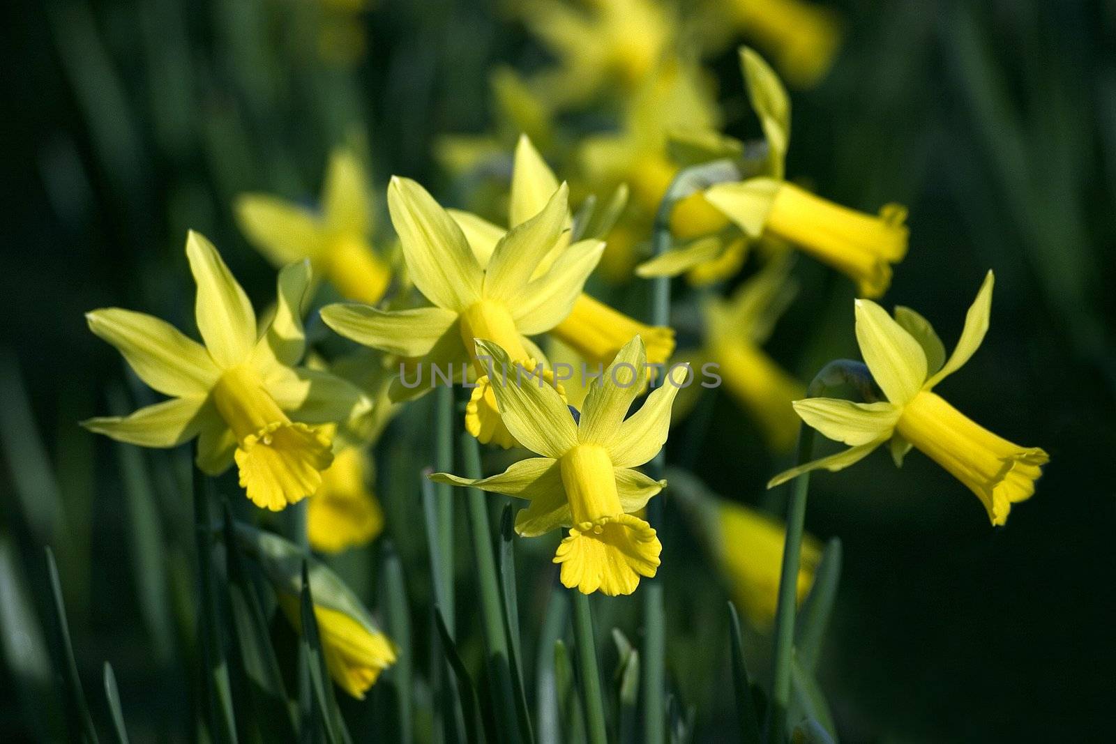 Narcissus nicely blurred background