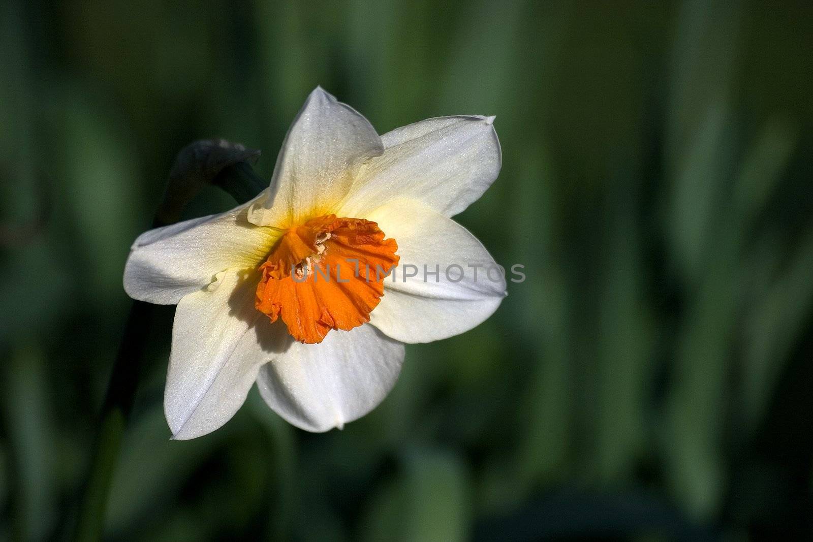 Narcissus nicely blurred background