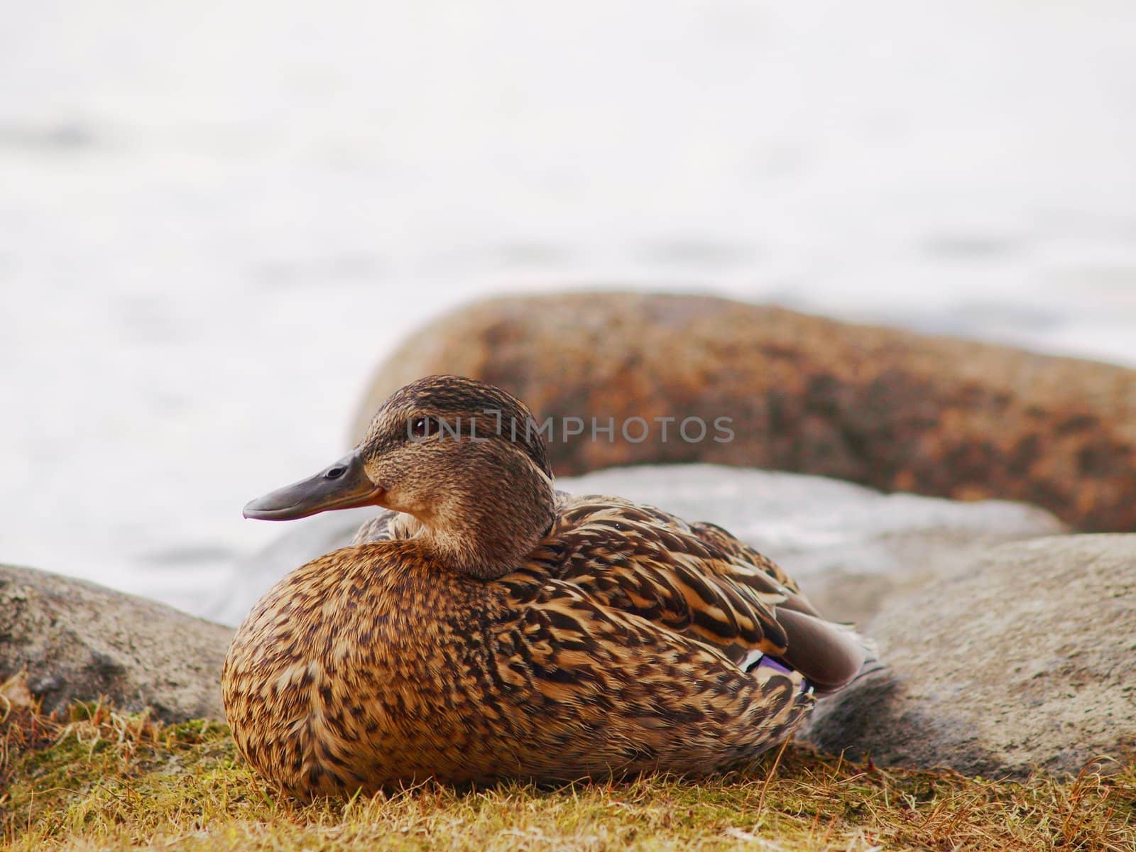 Female mallard duck resting on the river bank