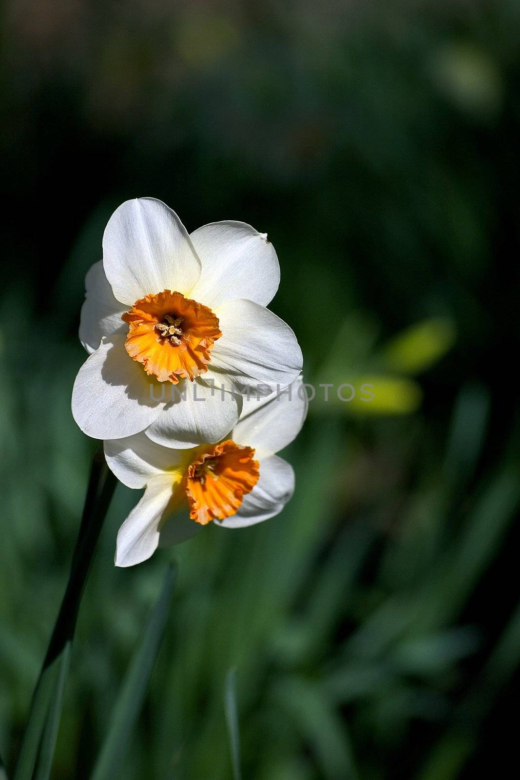 Narcissus nicely blurred background