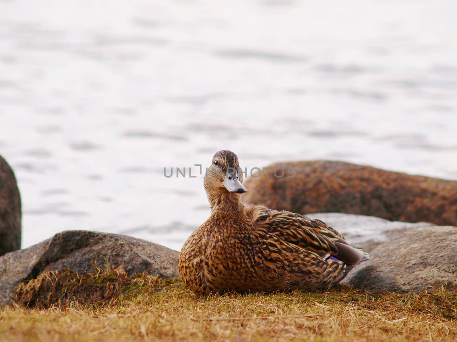 Female mallard duck resting on the river bank