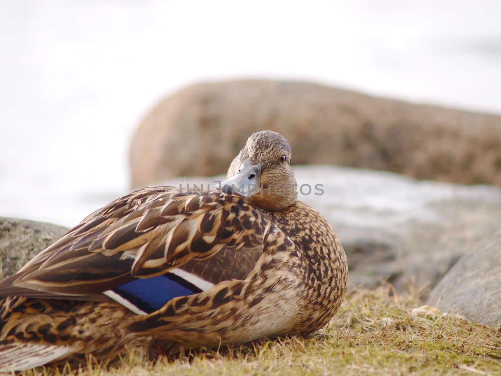 Female mallard duck cleansing on the river bank