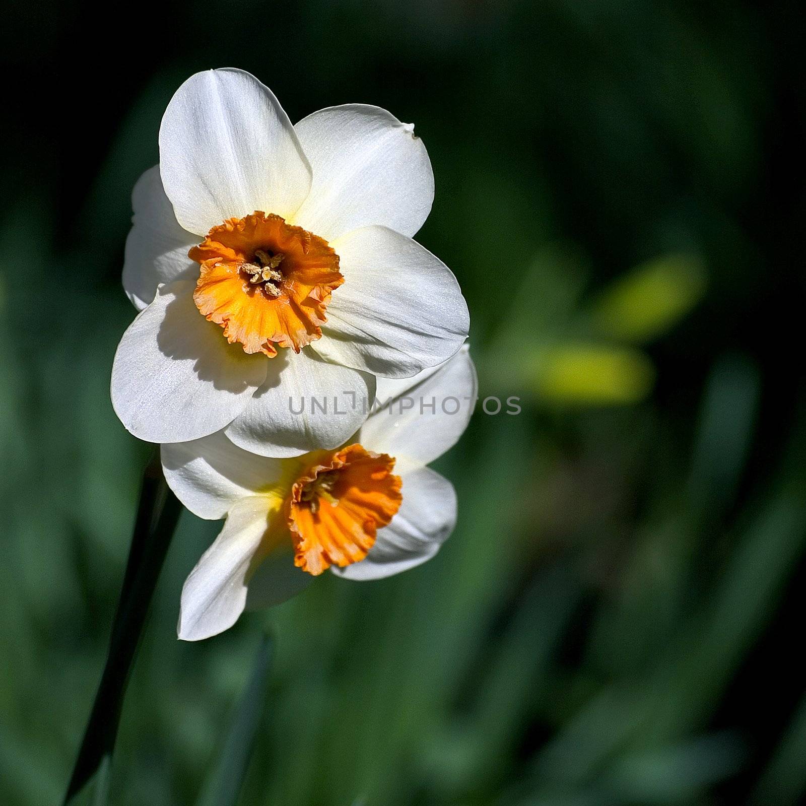 Narcissus nicely blurred background