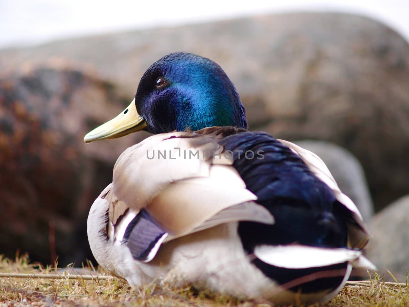 Mallard duck by Arvebettum