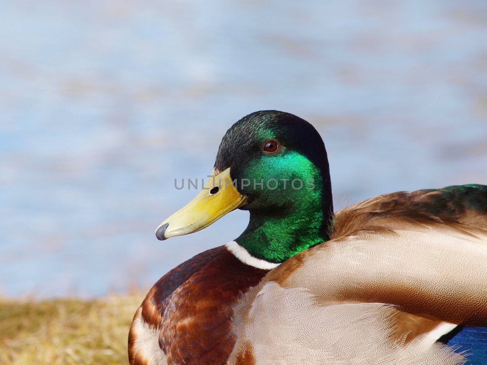 Male mallard duck, resting on the river bank