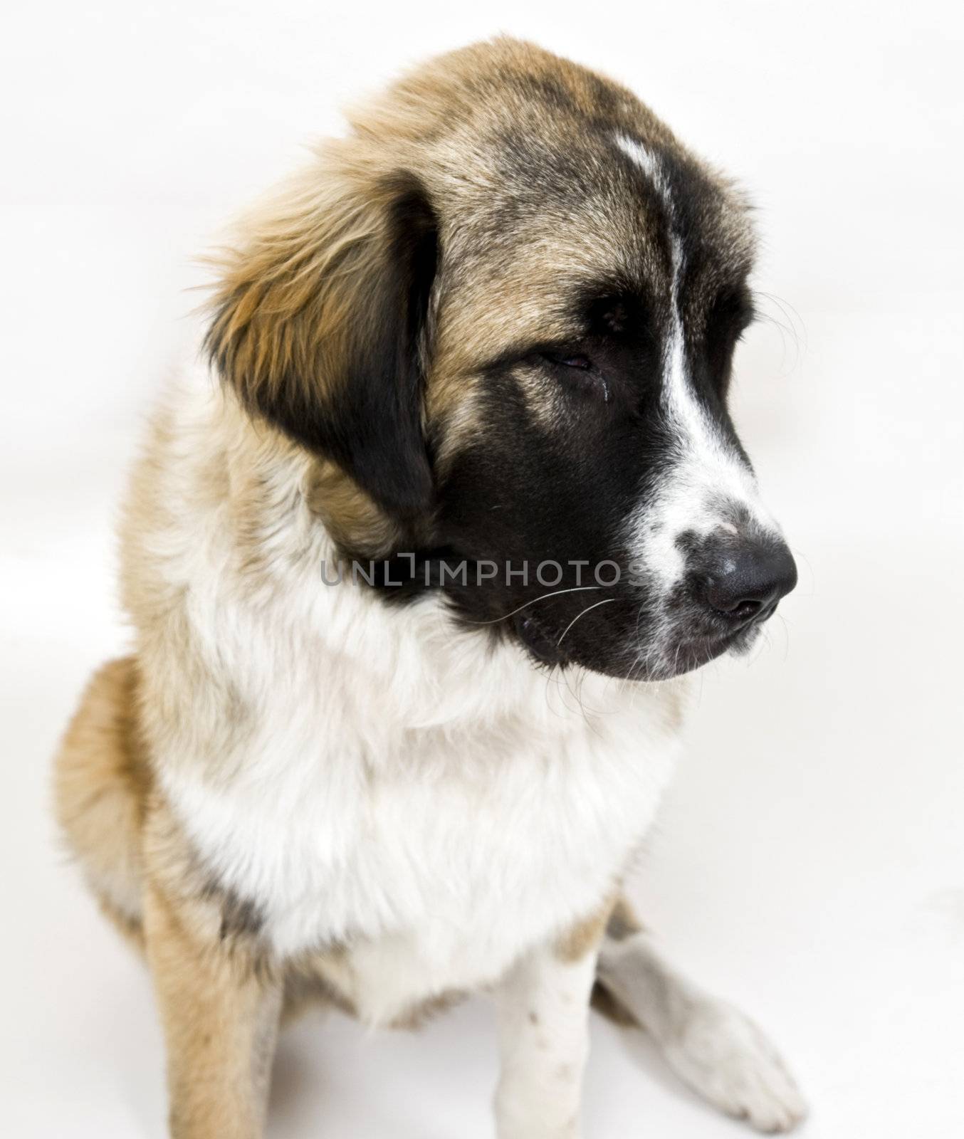 dog on isolated background
