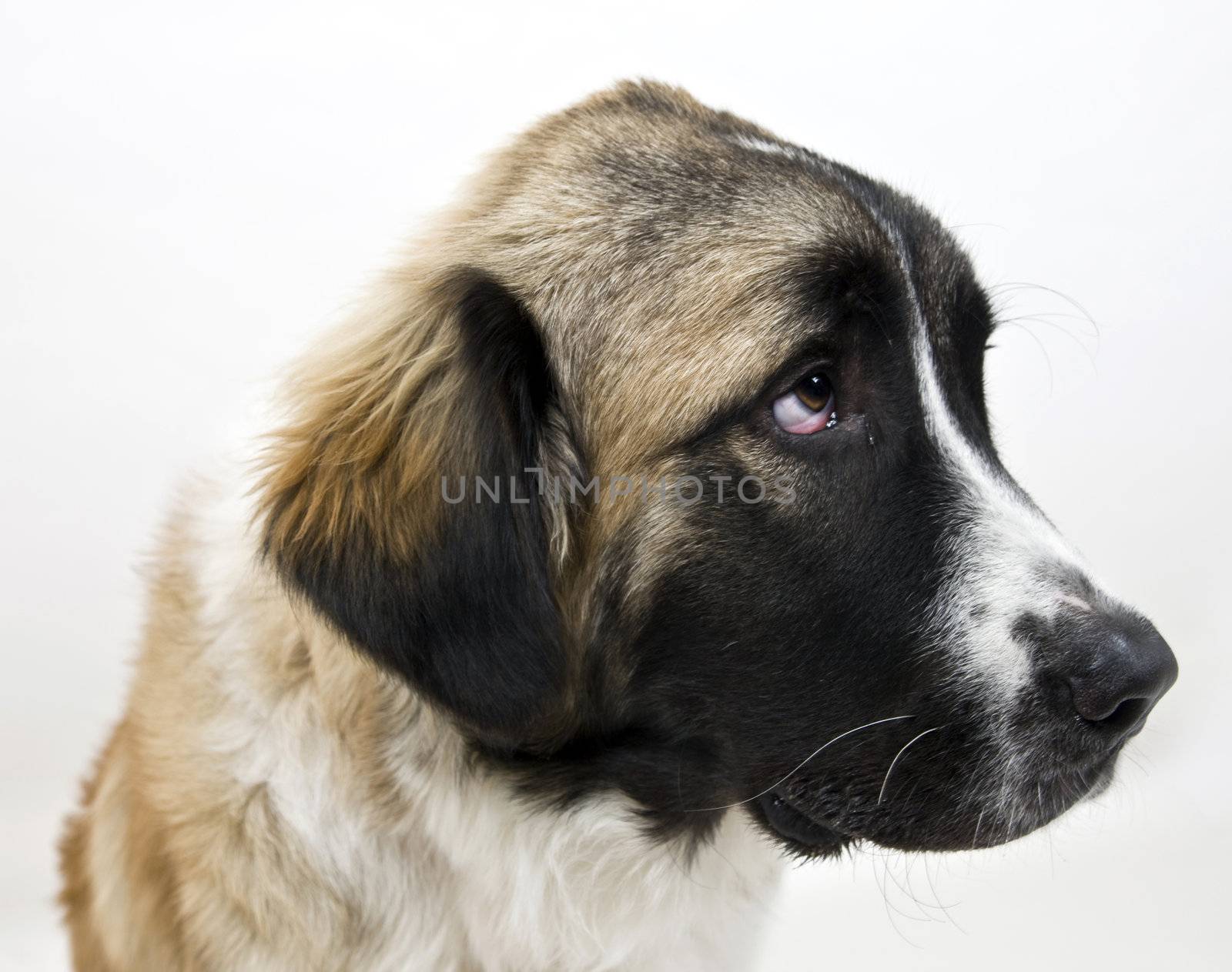 dog on isolated background
