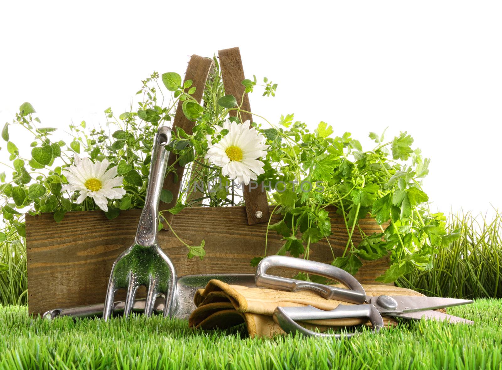 Fresh herbs in wooden box with garden tools on grass