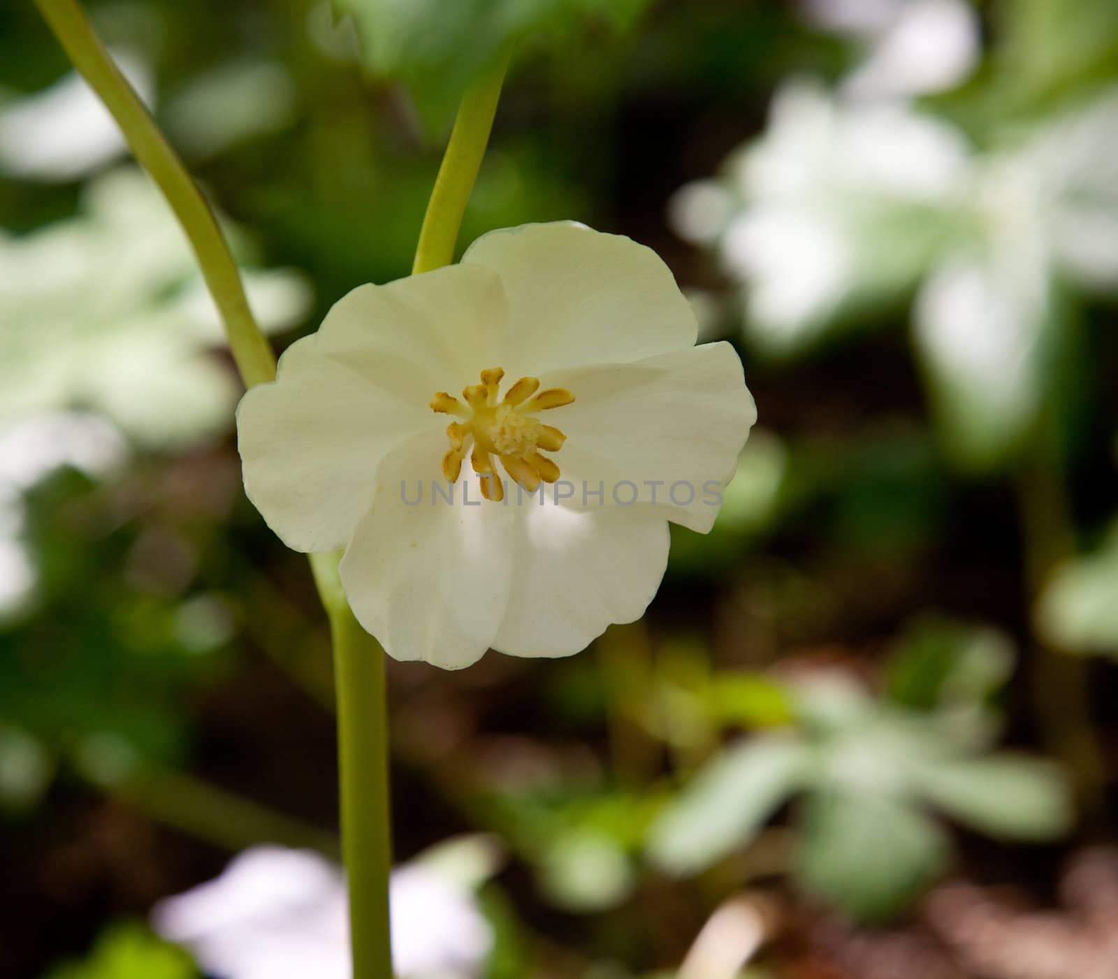 Individual trillium plant flowers in late April and early May on Appalachian trail