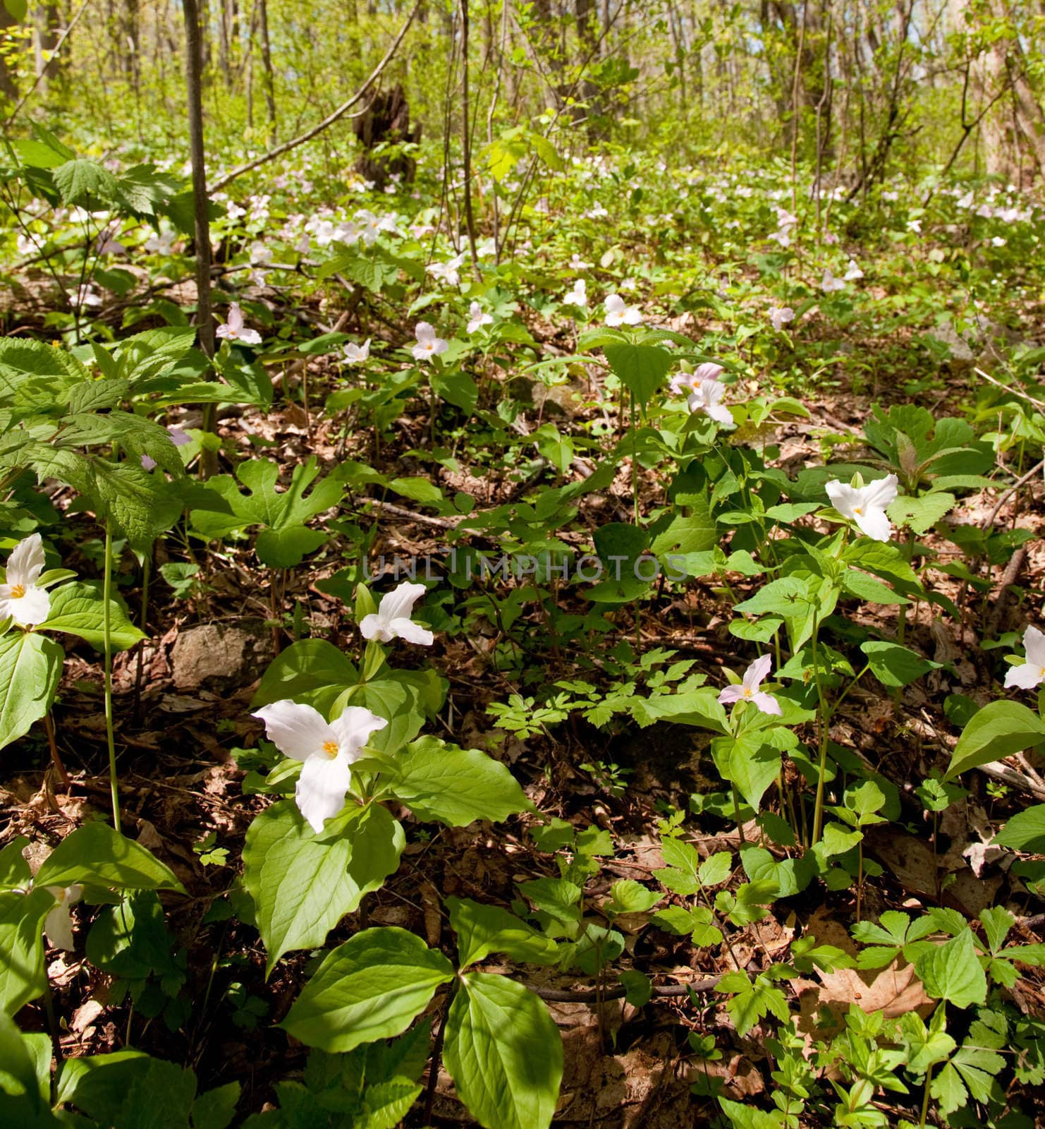 White trilliums in forest by steheap