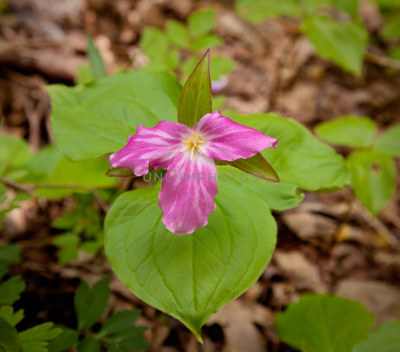 Mauve trillium in forest by steheap