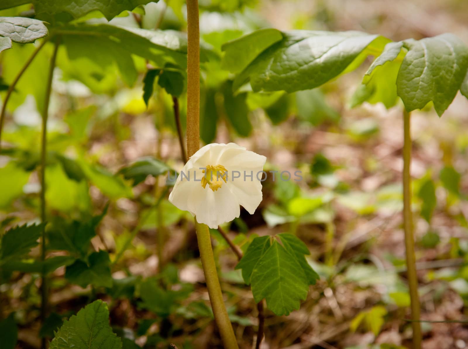 White trillium in forest by steheap
