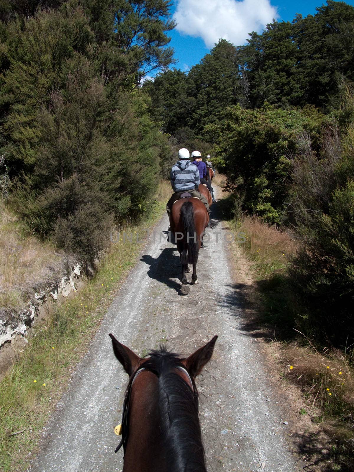 Row of horse riders in line going down a lane