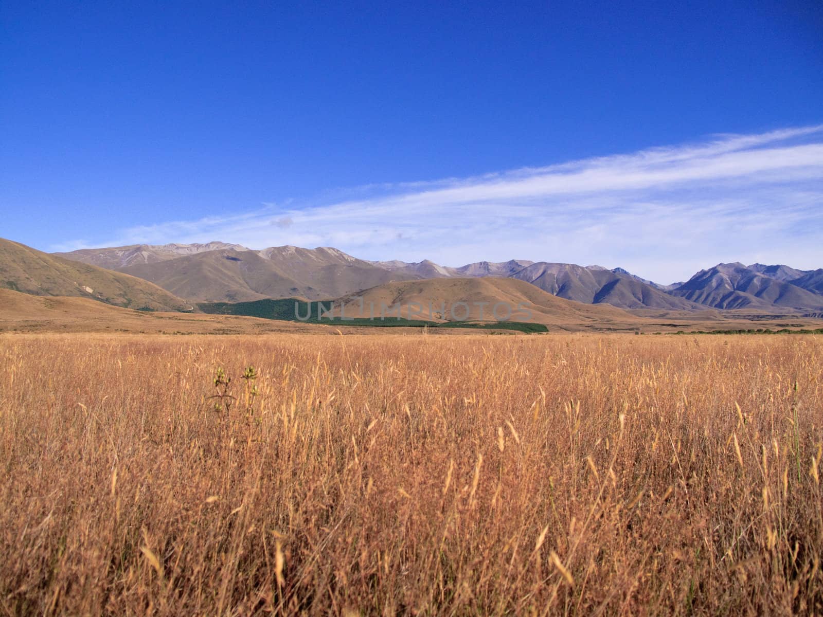 Maize fields frame New Zealand mountains by steheap