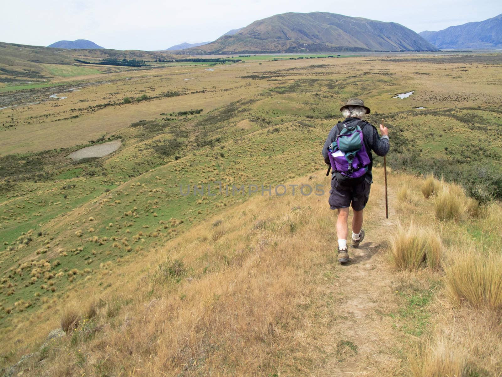 Elderly walker on the rolling hills of New Zealand