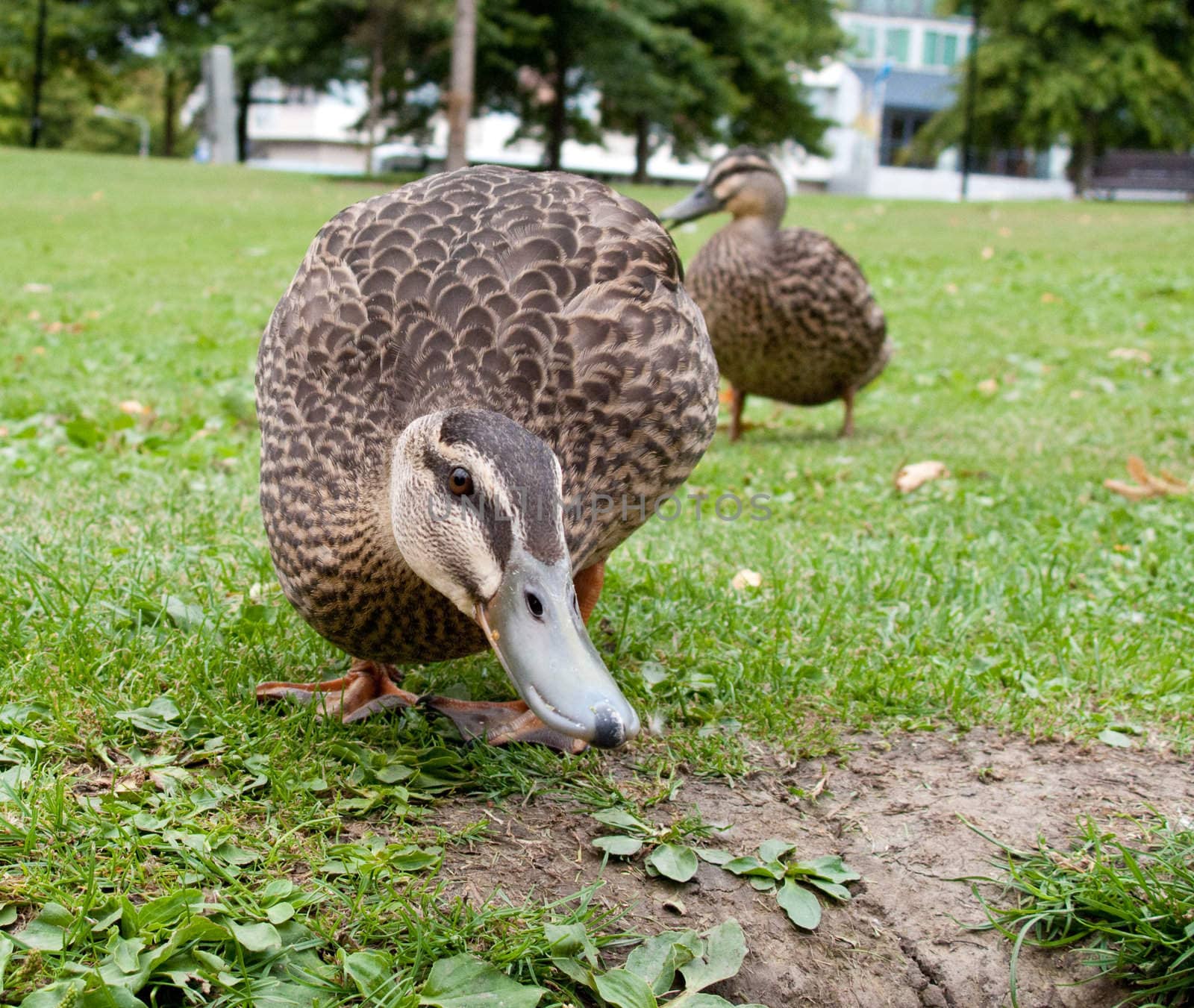Close up of a duck approaching for some food