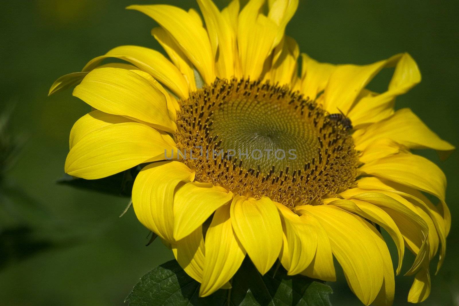 sunflower on the beautiful background