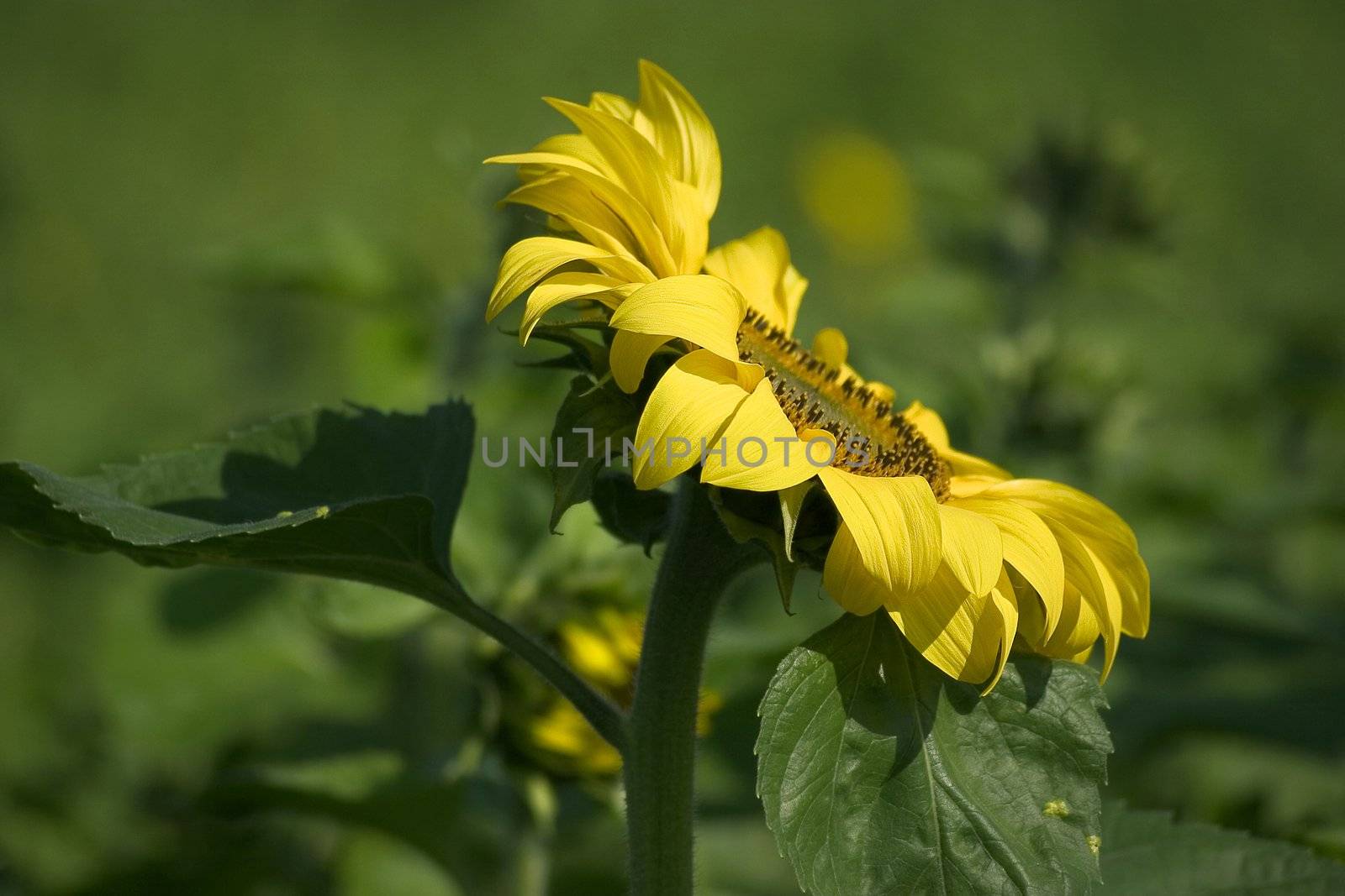 sunflower on the beautiful background