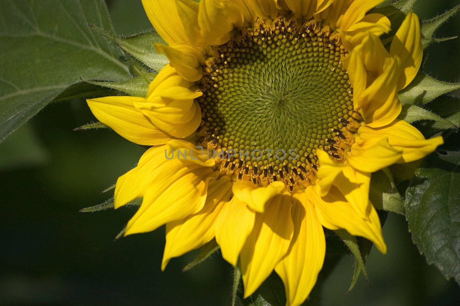 sunflower on the beautiful background by miradrozdowski