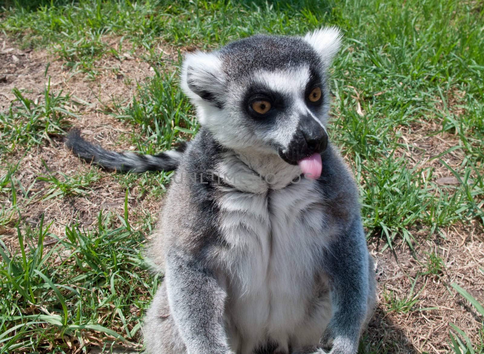 Ring tailed lemur facing the camera and sticking out its tongue