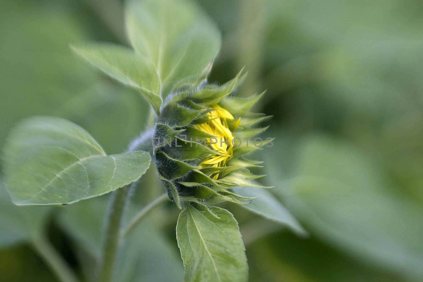 sunflower on the beautiful background by miradrozdowski