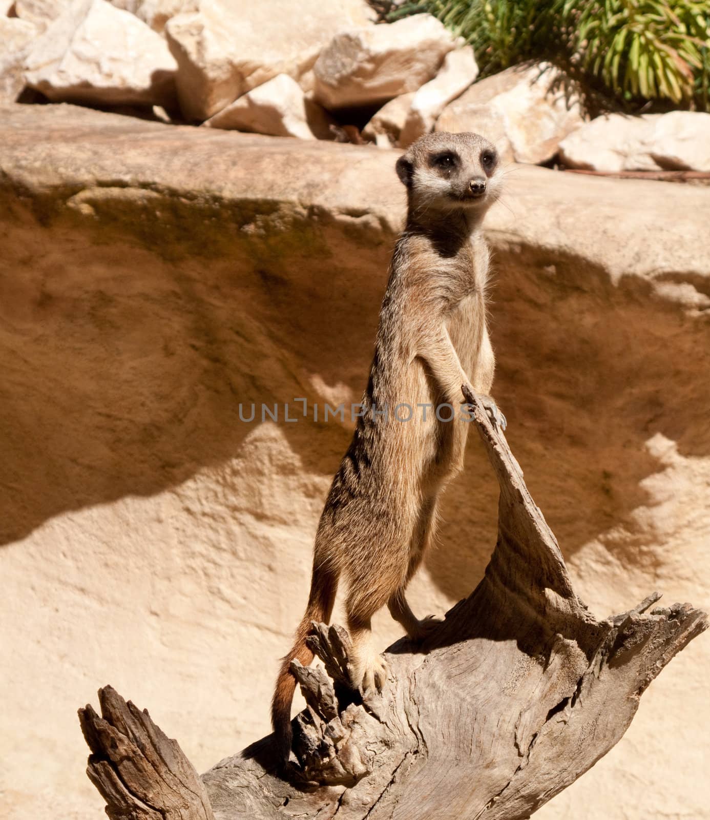 Upright meerkat standing on a rugged tree trunk at attention