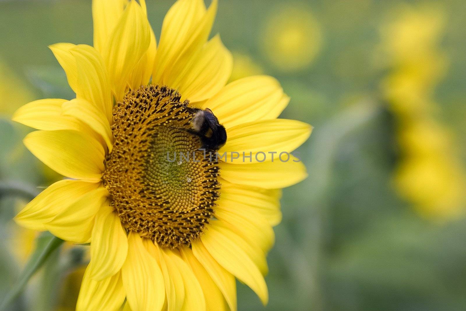 sunflower on the beautiful background by miradrozdowski