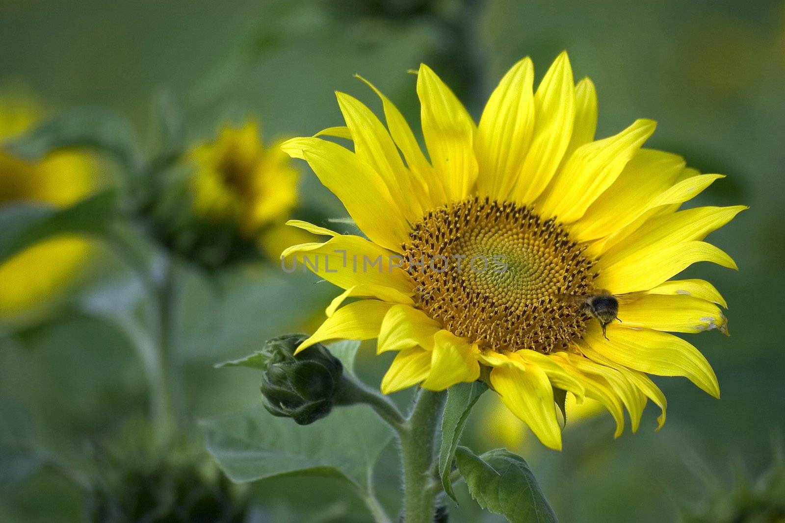 sunflower on the beautiful background by miradrozdowski