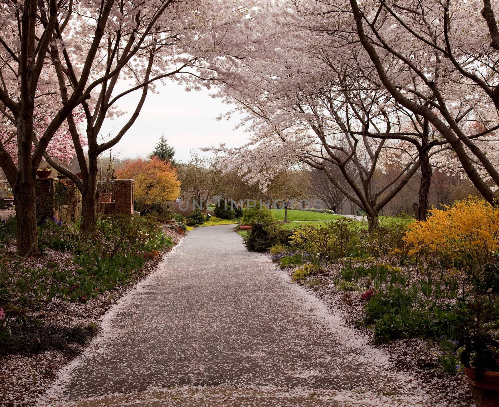 Spring cherry blossoms frame a path leading deep into a garden