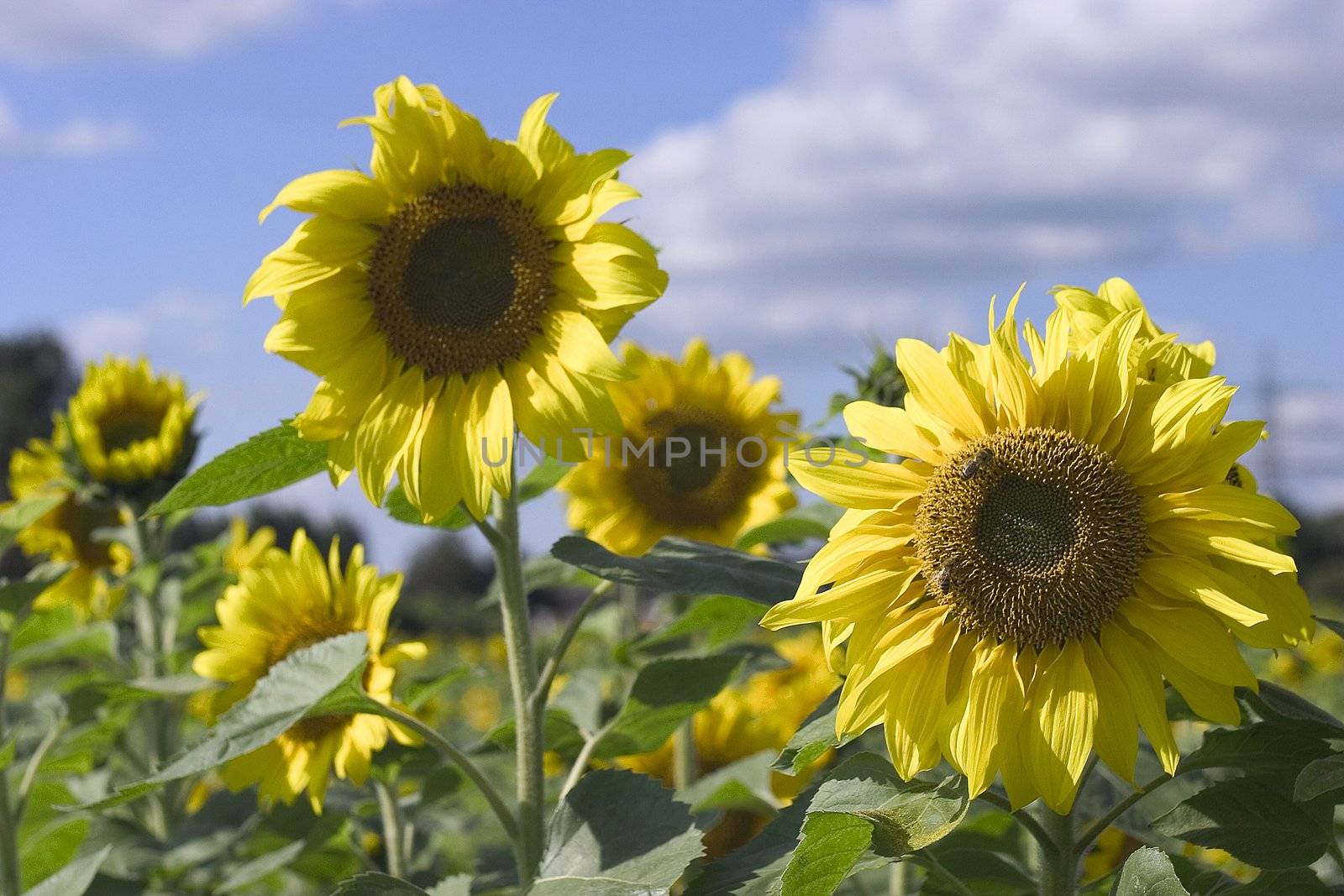 sunflower on the beautiful background by miradrozdowski