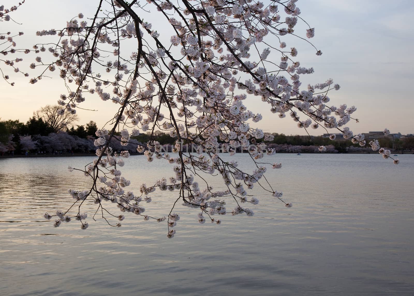 Cherry blossoms against sunset by steheap