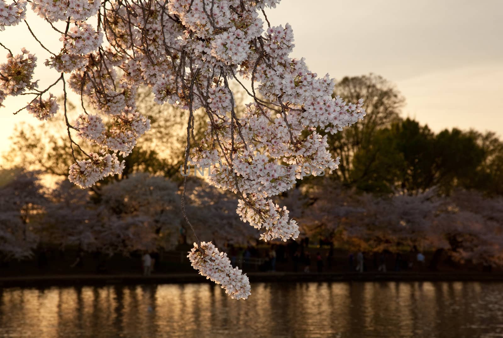 Warm colors of cherry blossom flowers against the setting sun in Washington DC