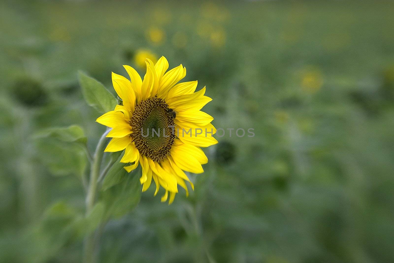 sunflower on the beautiful background by miradrozdowski