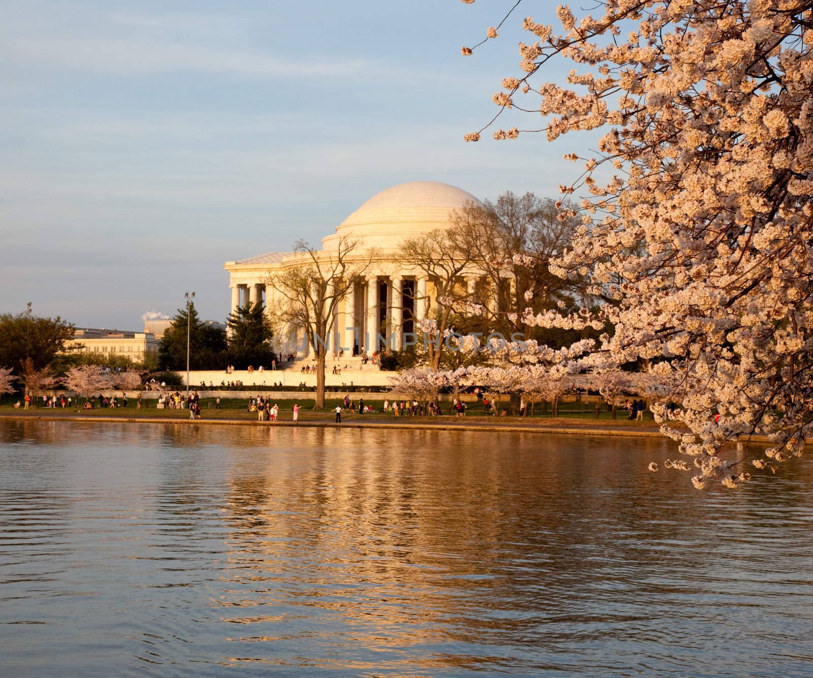 Jefferson Memorial behind cherry blossom by steheap