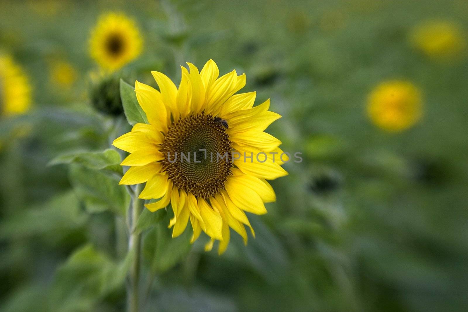 sunflower on the beautiful background by miradrozdowski