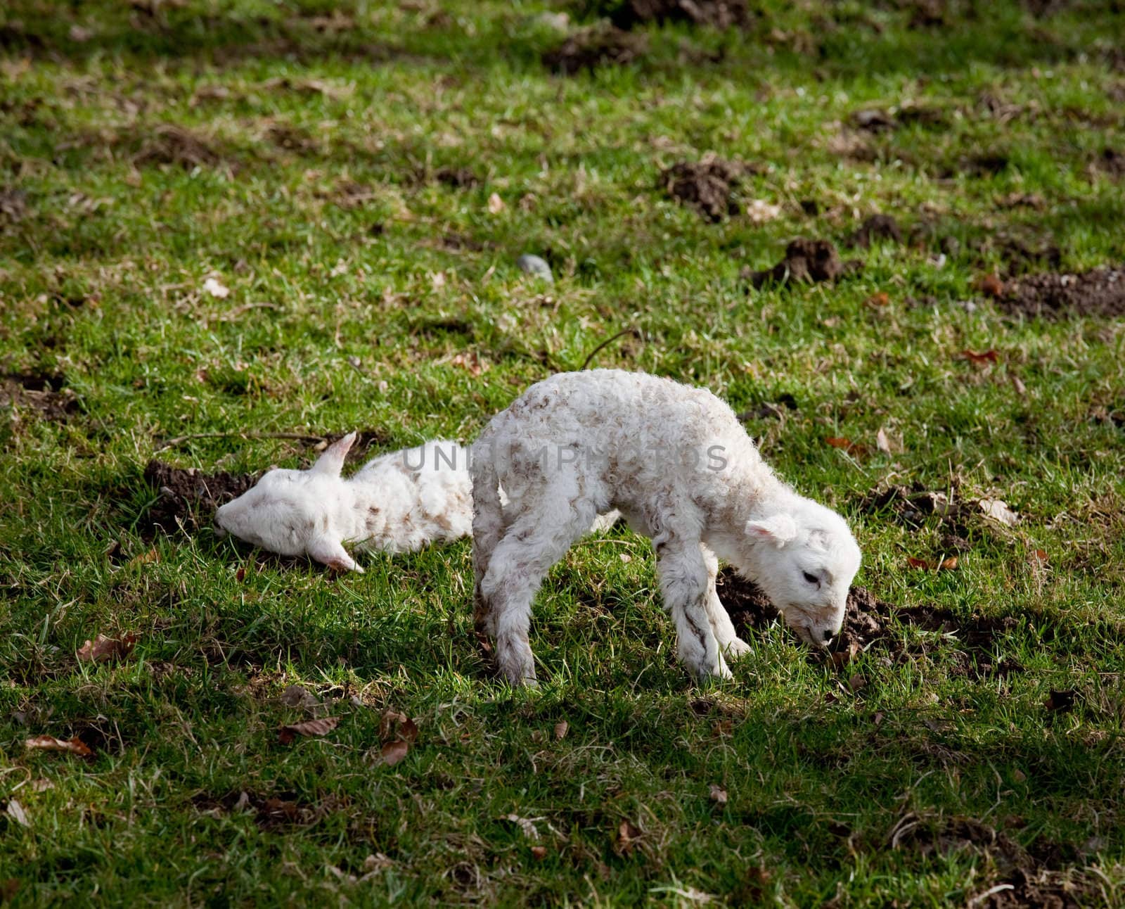 New born lamb twins with mother by steheap