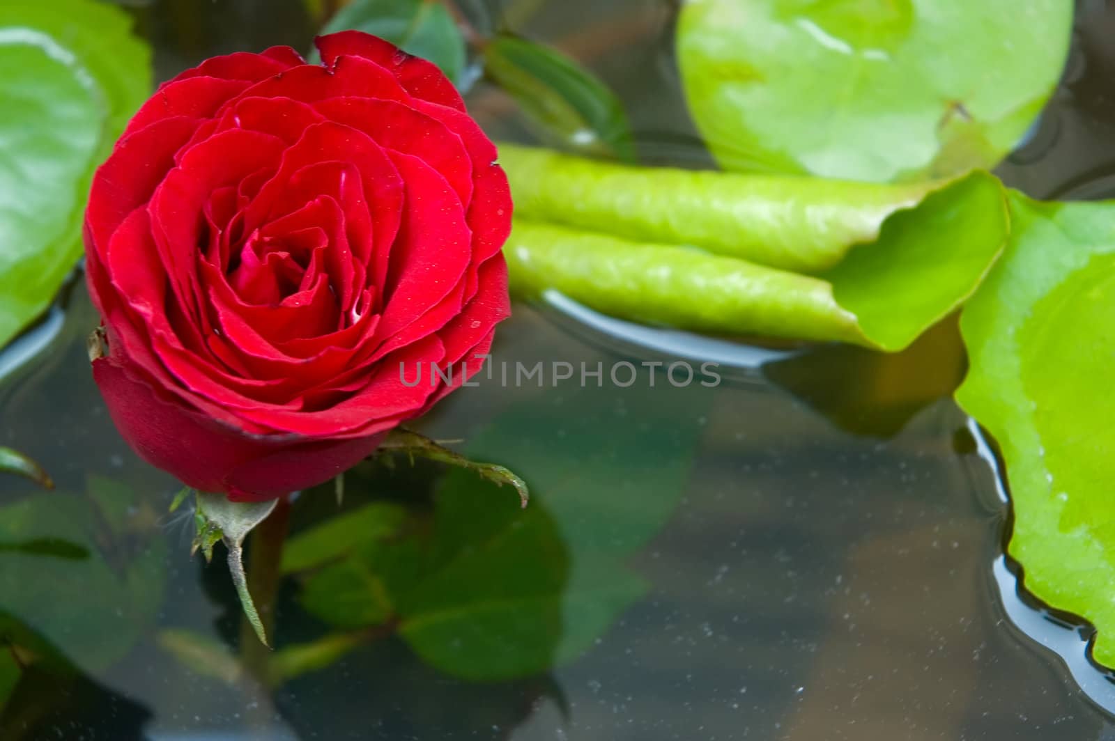 rose pond