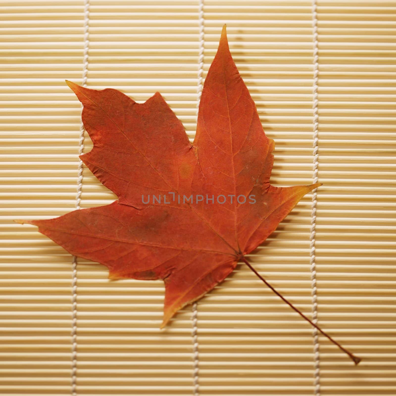 Maple leaf on bamboo mat. by iofoto