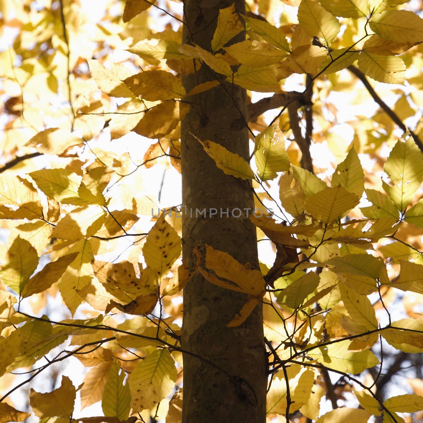 Tree with yellow leaves. by iofoto