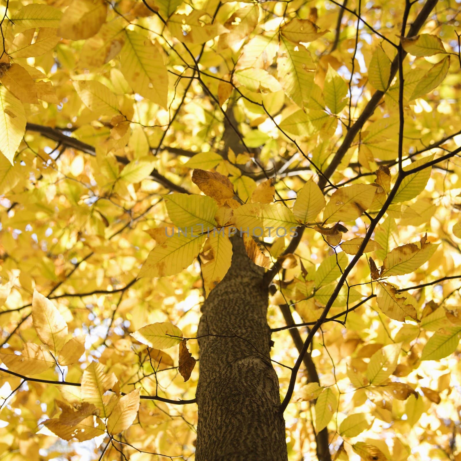 Close-up of American Beech tree branches covered with bright yellow Fall leaves.