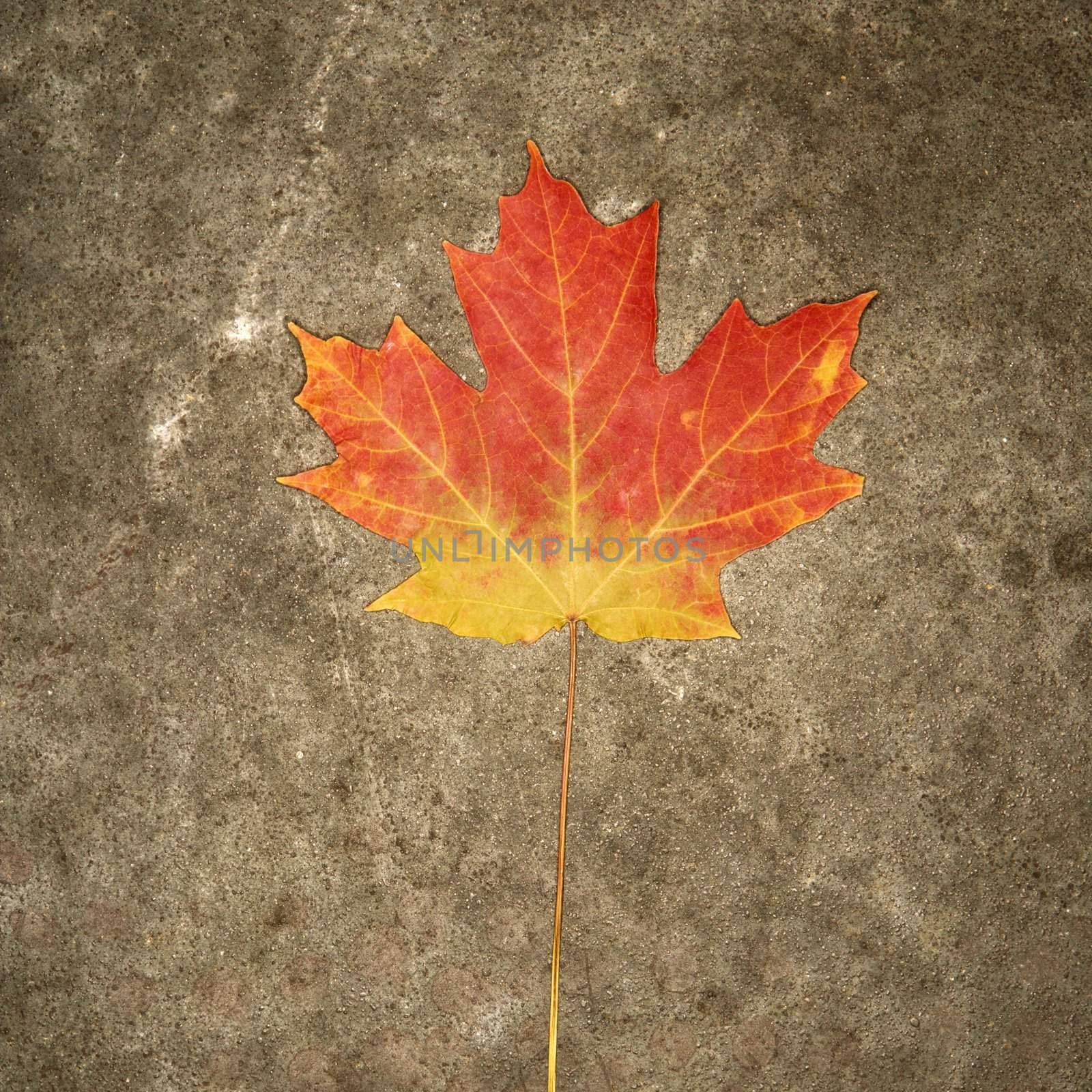 Single multicolored Maple leaf against concrete background.