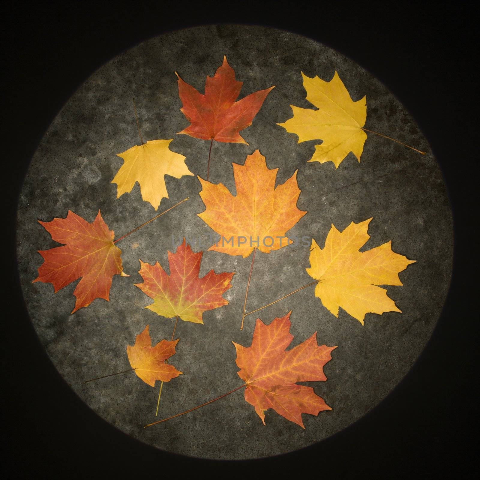 Group of multicolored Maple leaves against concrete background.
