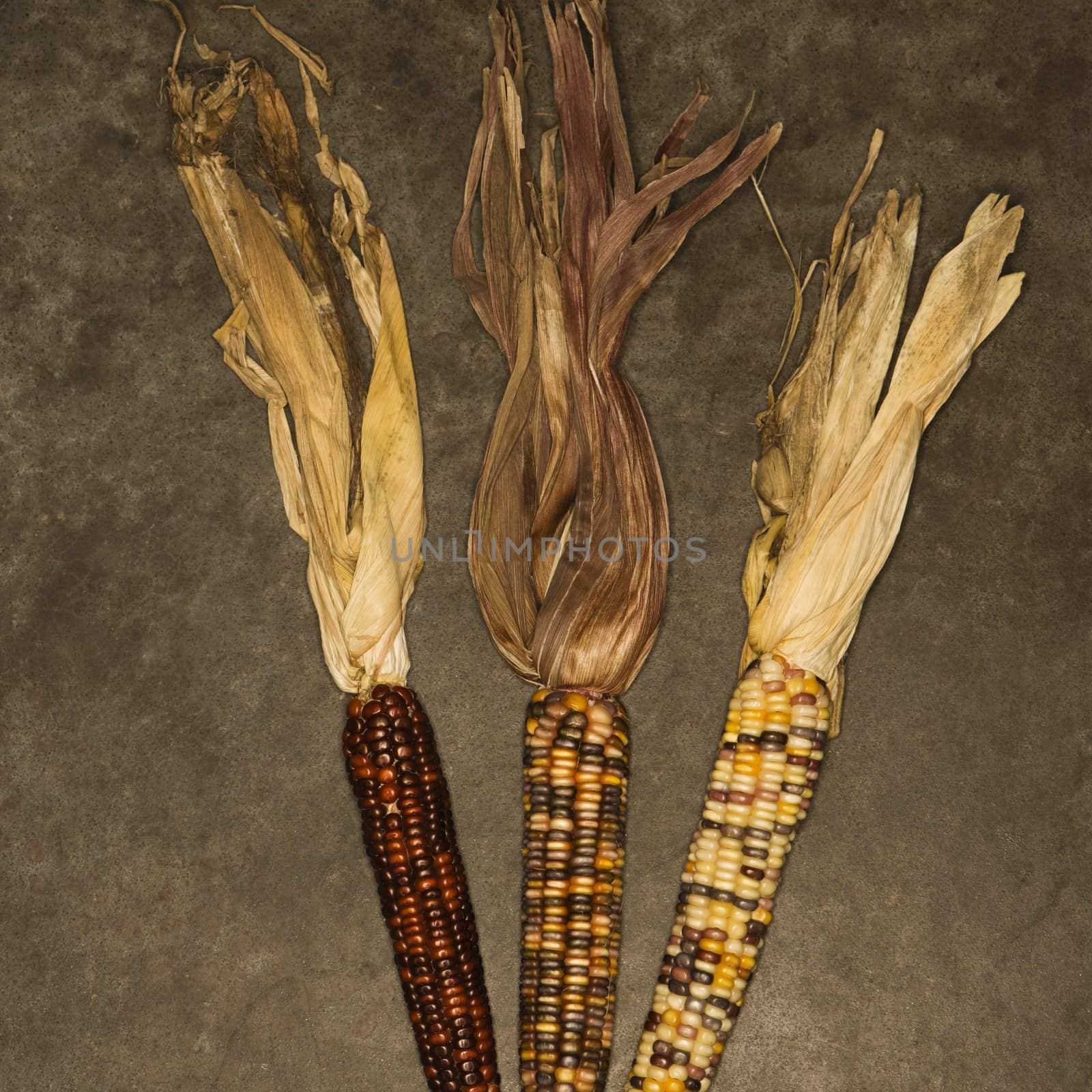 Three ears of multicolored Indian corn against black background.