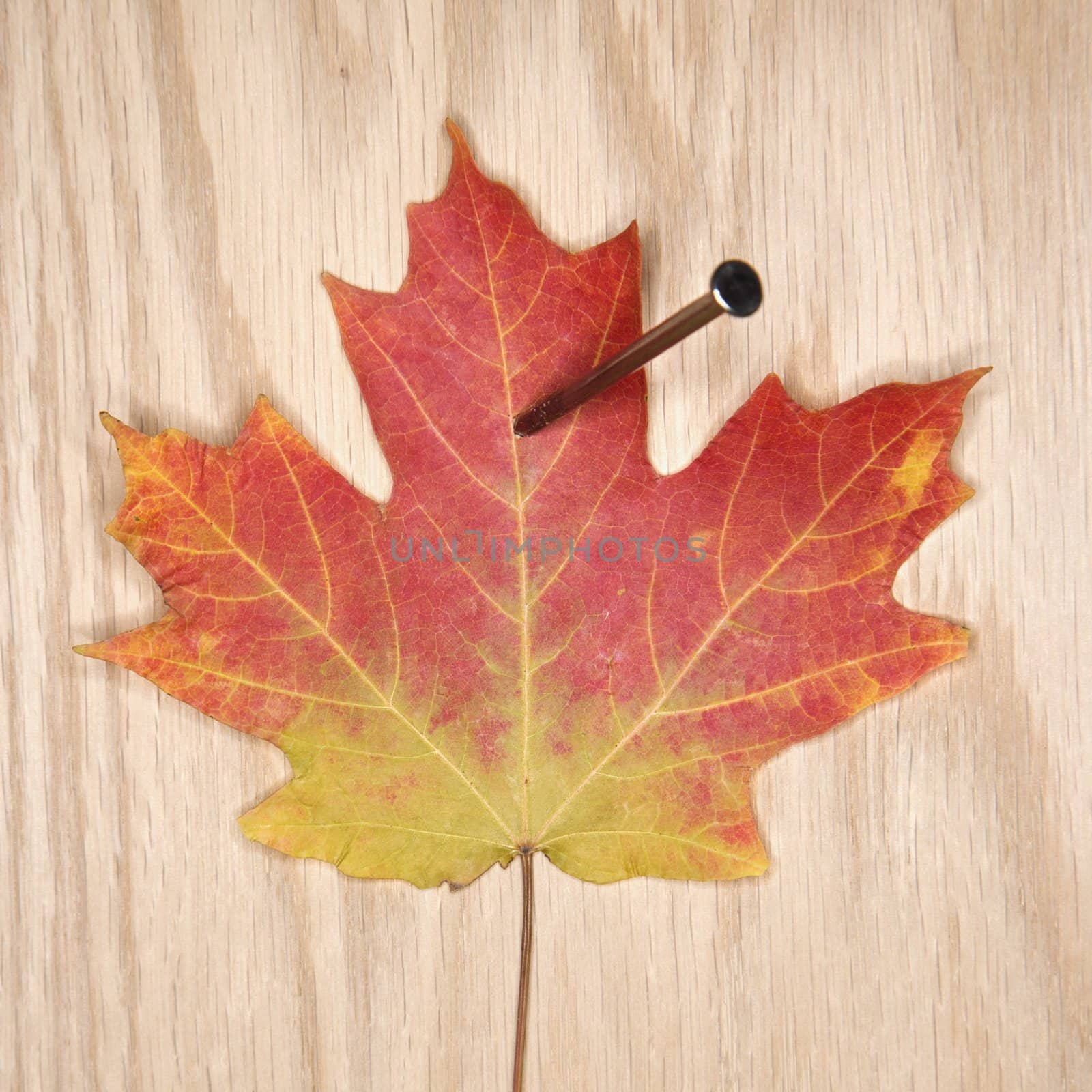 Red and green Maple leaf nailed to board.