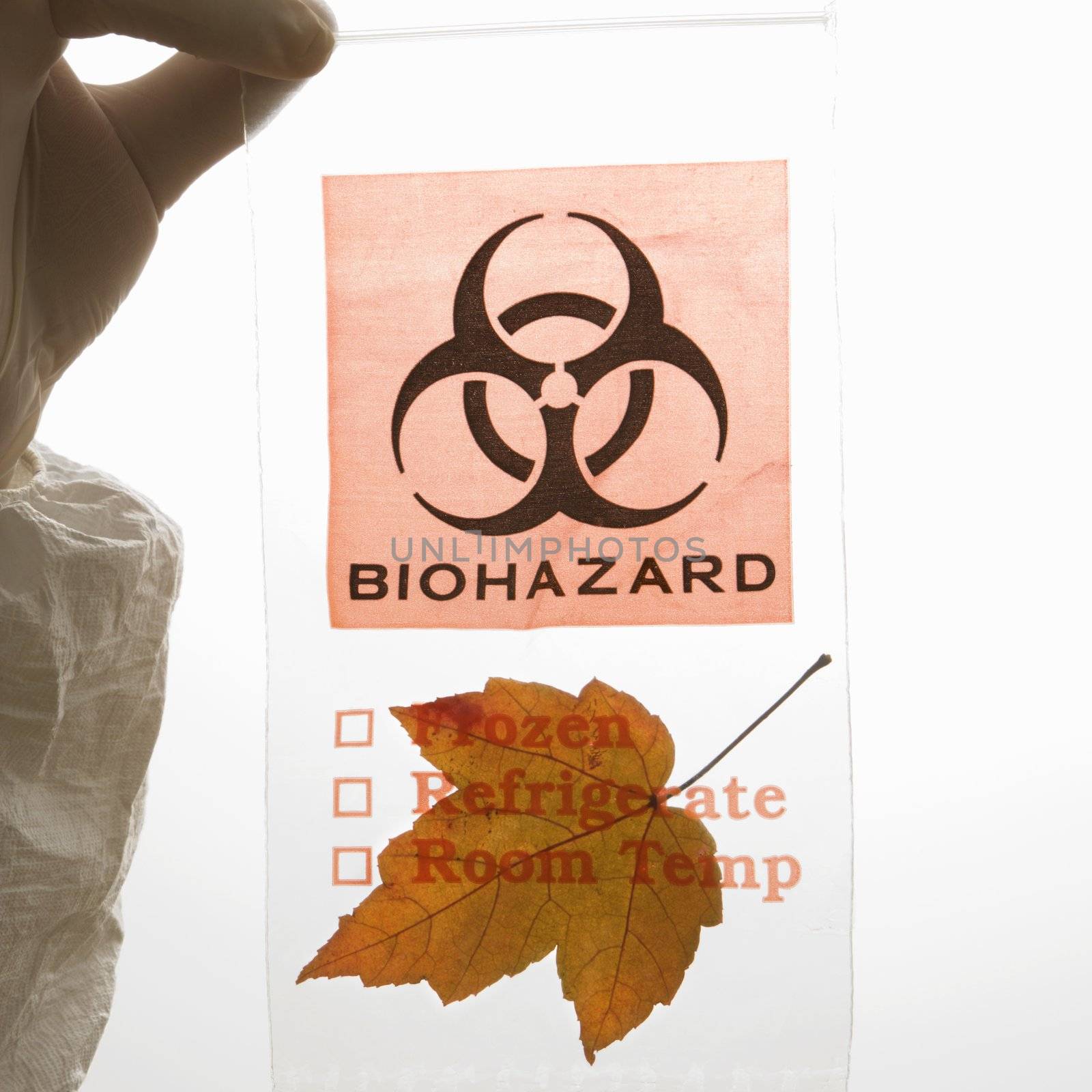 Hand wearing white rubber glove holding plastic biohazard bag containing orange Maple leaf.