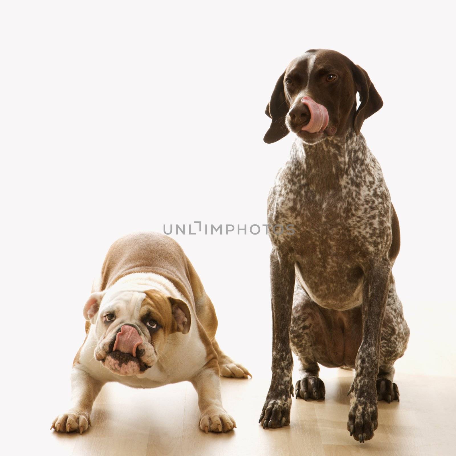 English Bulldog and German Shorthaired Pointer sitting licking lips.