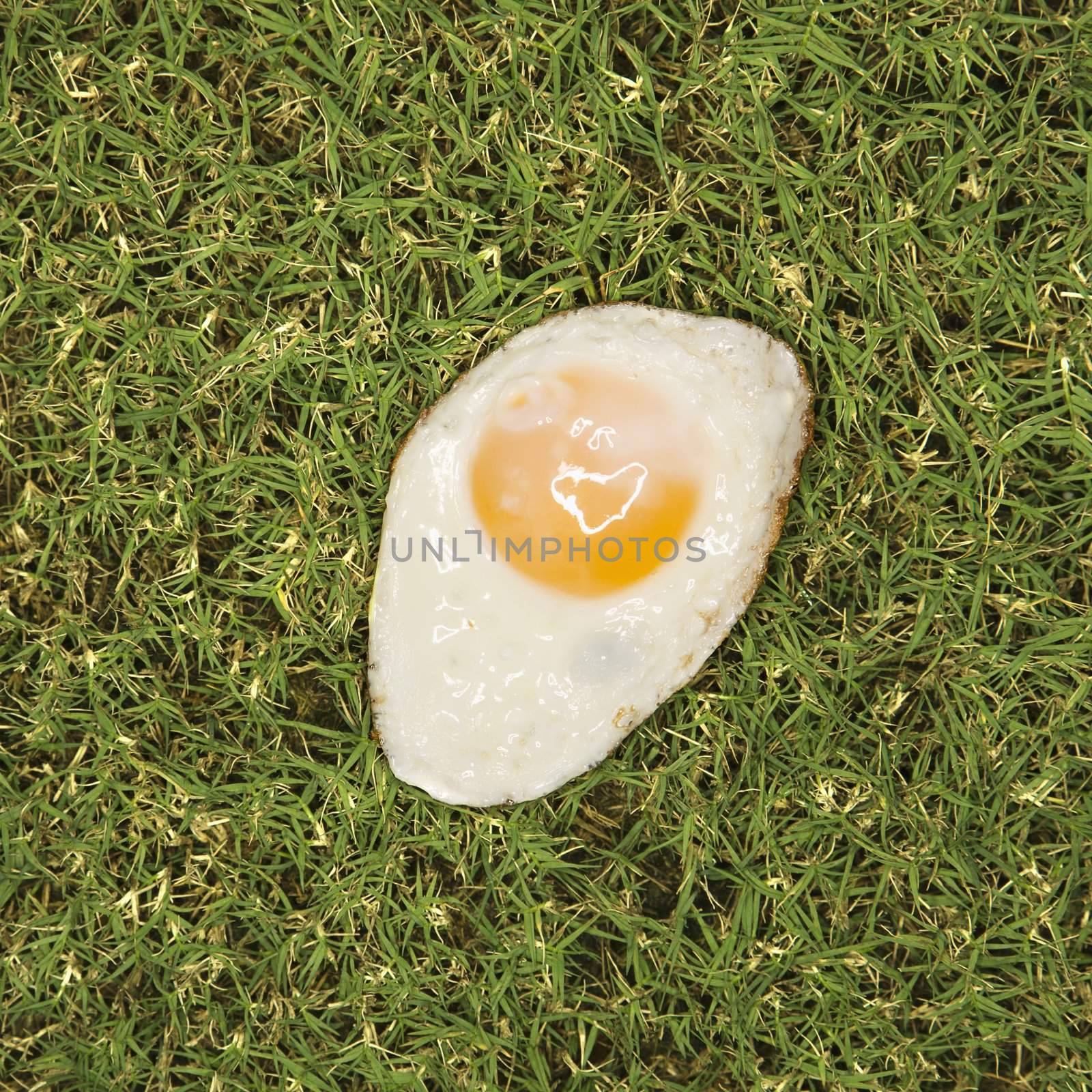 Fried egg on grass. by iofoto