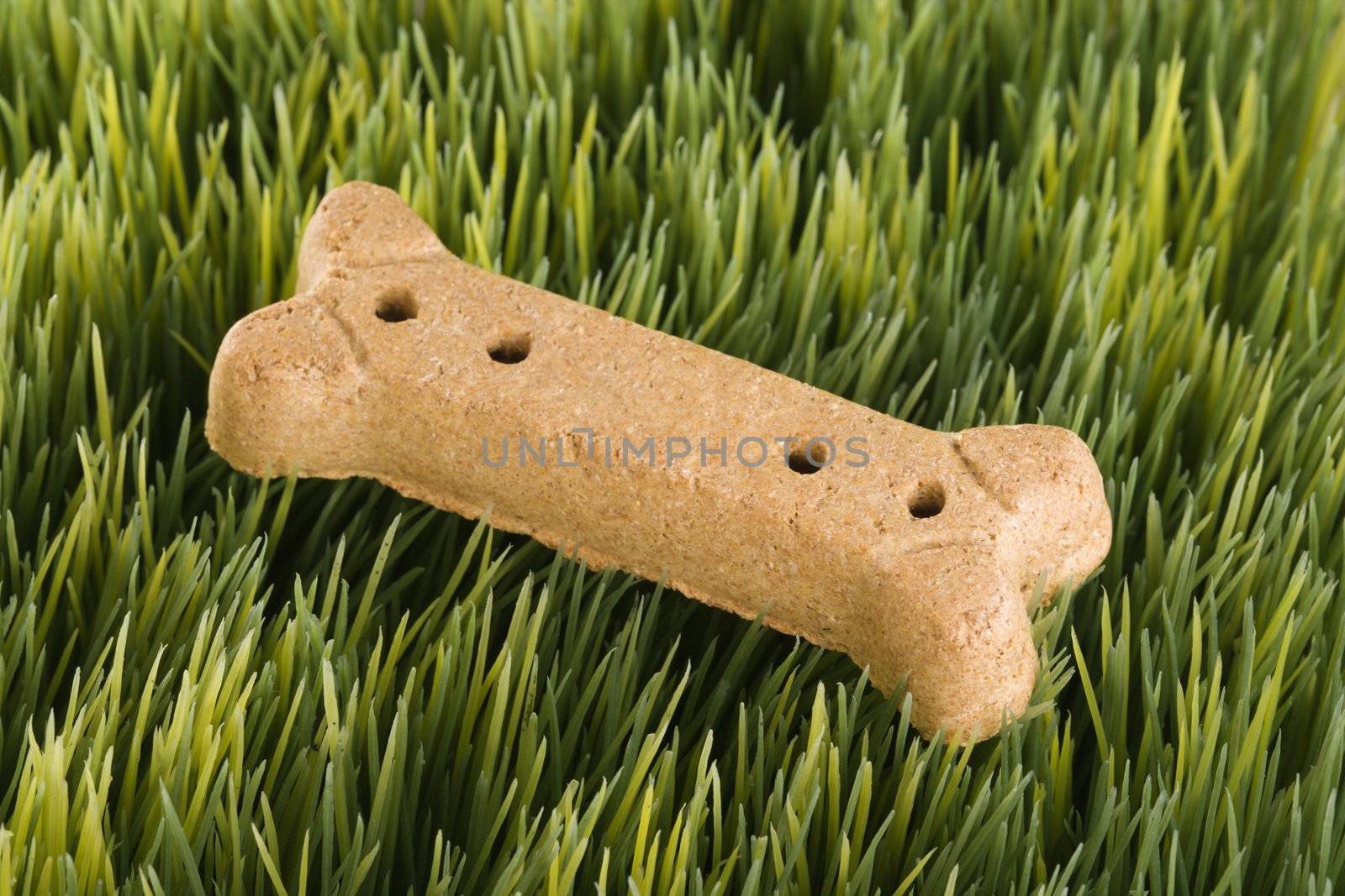 Studio shot of a dog treat laying in grass.